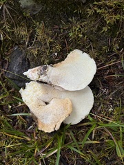 Albatrellus