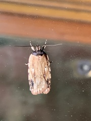 Agonopterix atrodorsella