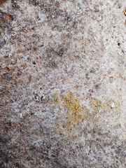 Candelariella aurella