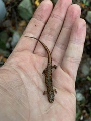 Desmognathus orestes