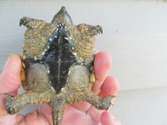 Chelydra serpentina