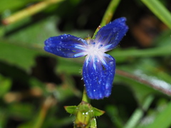 Cichorium intybus
