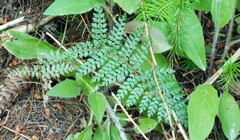 Polystichum vestitum