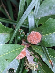 Druon quercusflocci