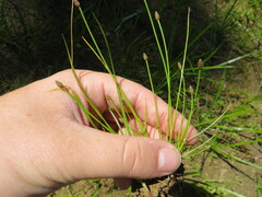 Eleocharis obtusa