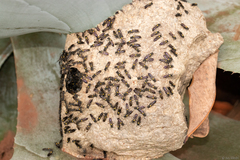 Polybia paulista
