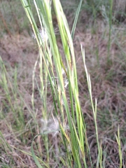 Andropogon virginicus