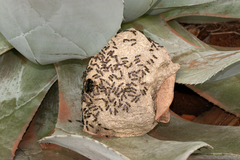 Polybia paulista