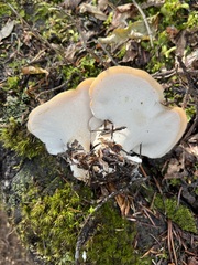 Albatrellus