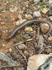 Chalcides bedriagai