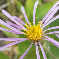 Eucephalus engelmannii