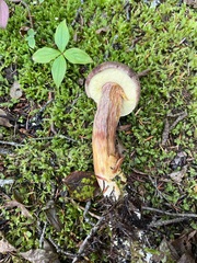 Aureoboletus mirabilis