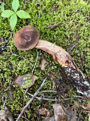 Aureoboletus mirabilis