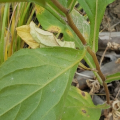 Eucephalus engelmannii