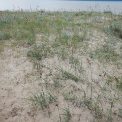Bromus pumpellianus
