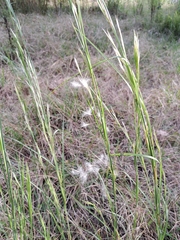 Andropogon virginicus
