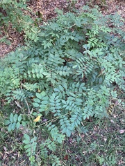 Wisteria sinensis