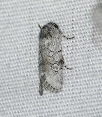 Sympistis sectilis