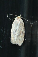 Agonopterix thelmae