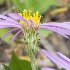 Eucephalus engelmannii