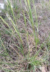 Andropogon virginicus