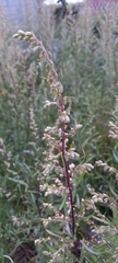 Artemisia filifolia