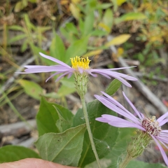 Eucephalus engelmannii