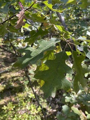 Quercus ellipsoidalis