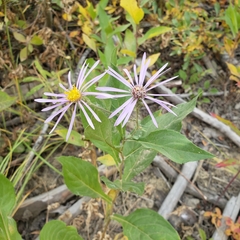 Eucephalus engelmannii
