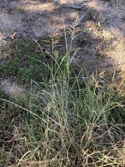 Sorghum halepense