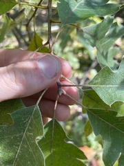 Quercus ellipsoidalis