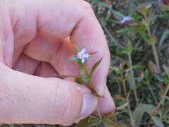 Lindernia dubia anagallidea