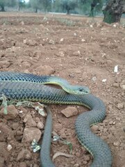 Malpolon monspessulanus