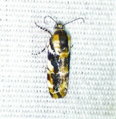 Spragueia jaguaralis