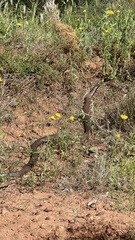Pseudonaja aspidorhyncha