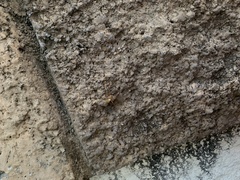 Xysticus texanus