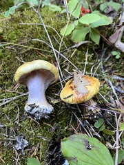 Cortinarius metarius