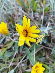 Gazania rigens