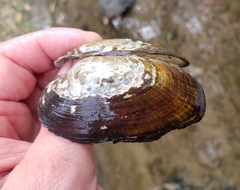 Strophitus undulatus