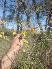 Geoffroea decorticans