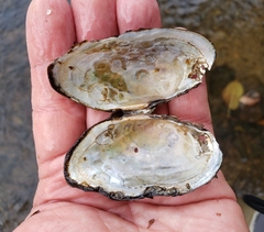 Strophitus undulatus