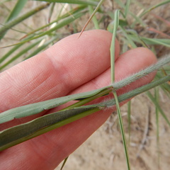 Bromus pumpellianus