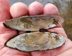 Strophitus undulatus