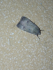Agrotis trux