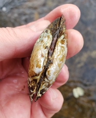 Strophitus undulatus