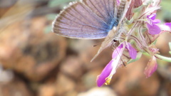 Echinargus isola