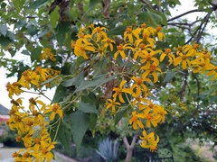 Dendroviguiera quinqueradiata