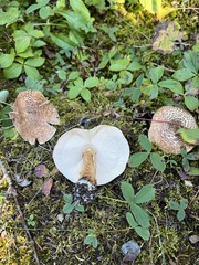 Echinoderma