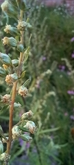 Artemisia filifolia