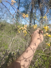 Geoffroea decorticans